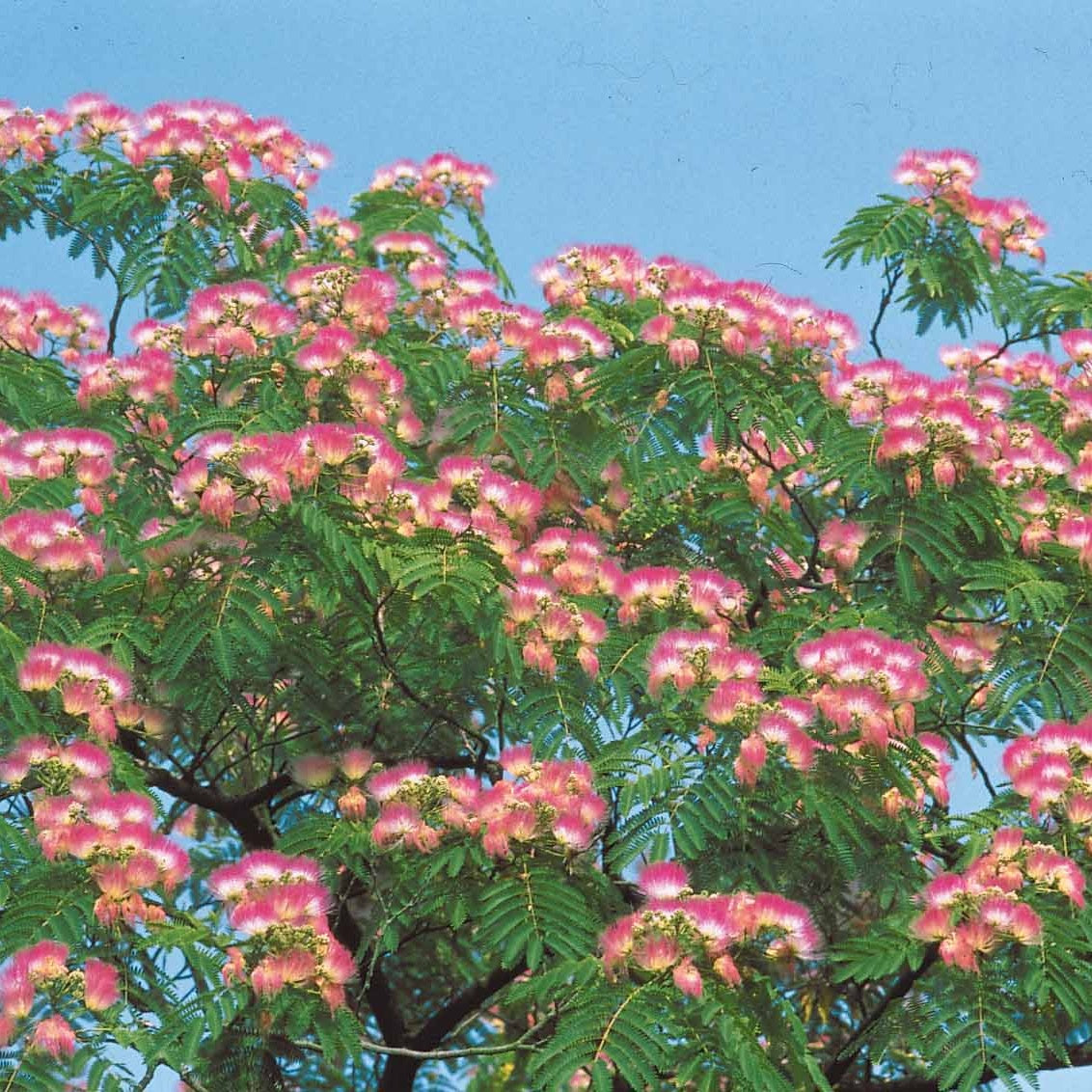 Albizia rose - Willemse