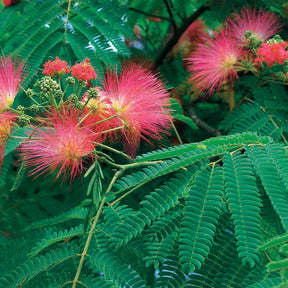 Albizia rose - Albizia julibrissin rosea - Willemse