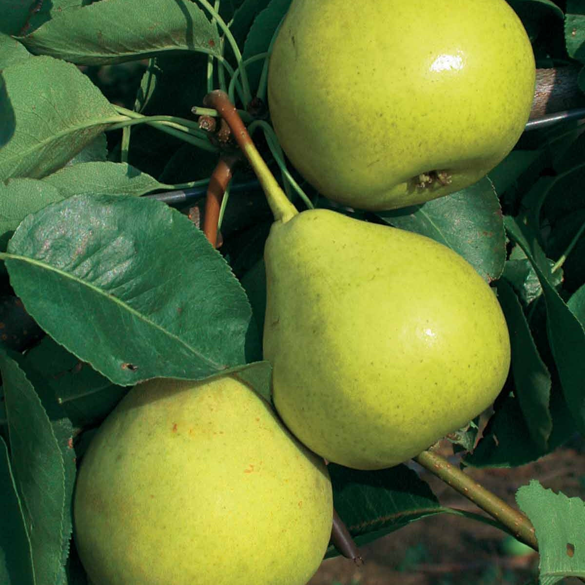 Poire De la Saint Jean - Willemse