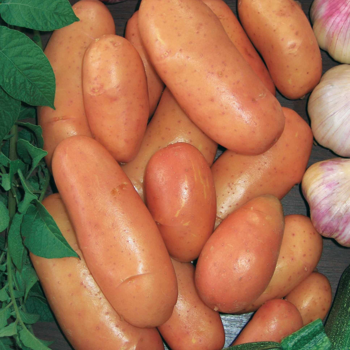 25 Pommes de terre Rose de France (Cirielle) Bio - Willemse