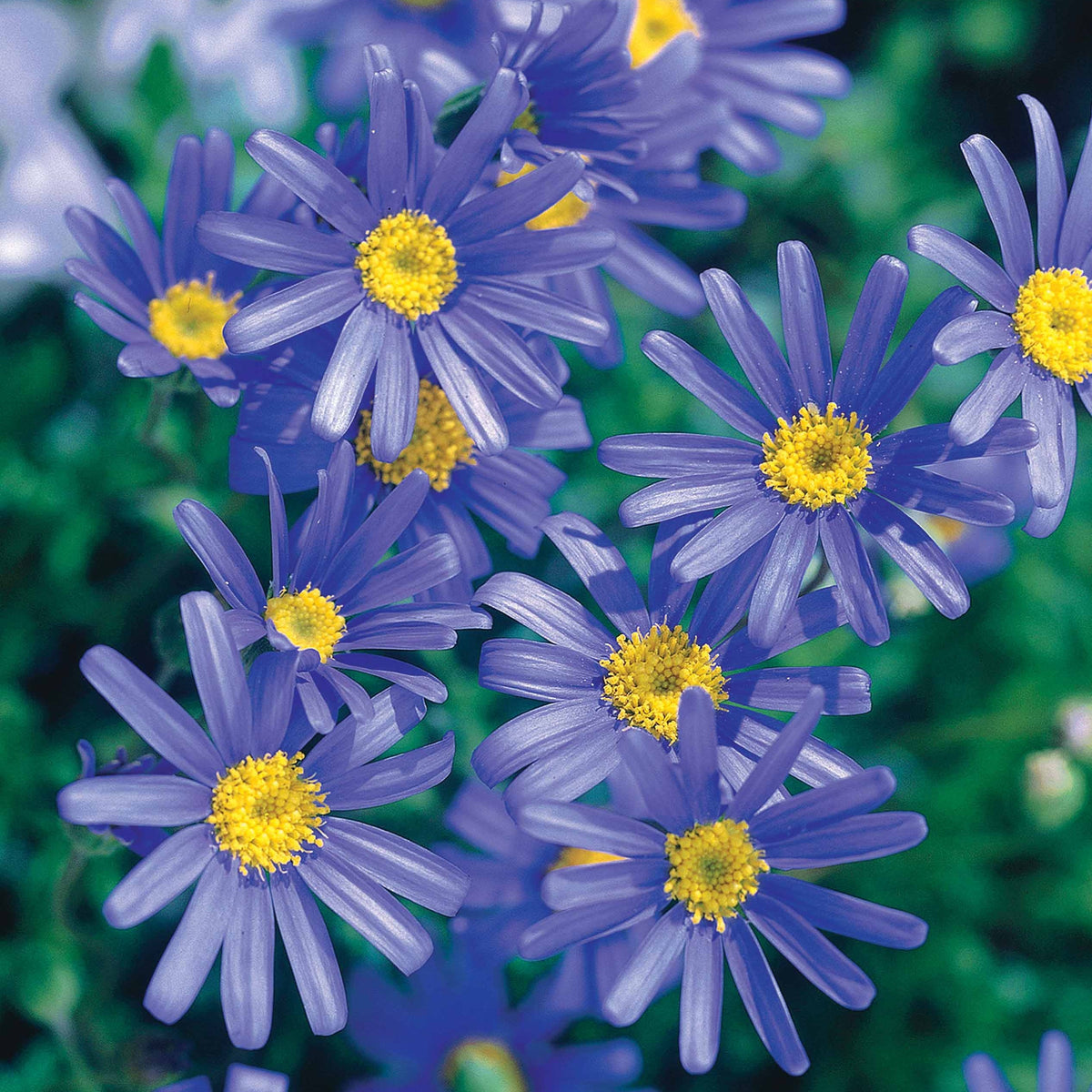 3 Marguerites bleues du Cap Santa Anita - Willemse