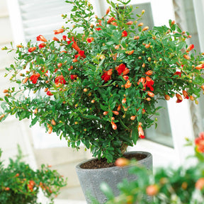 Punica granatum meknes - Grenadier Meknes - Grenadier