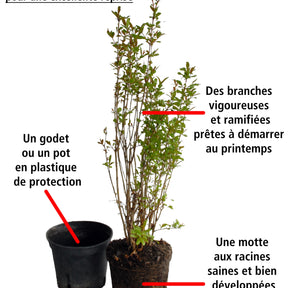 Grenadier - Grenadier Meknes - Punica granatum meknes