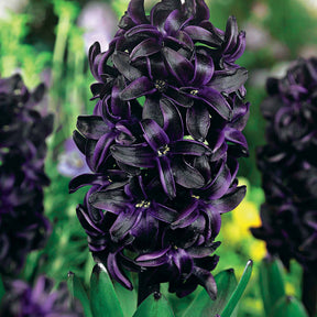 3 Jacinthes noires Dark Dimension - Willemse