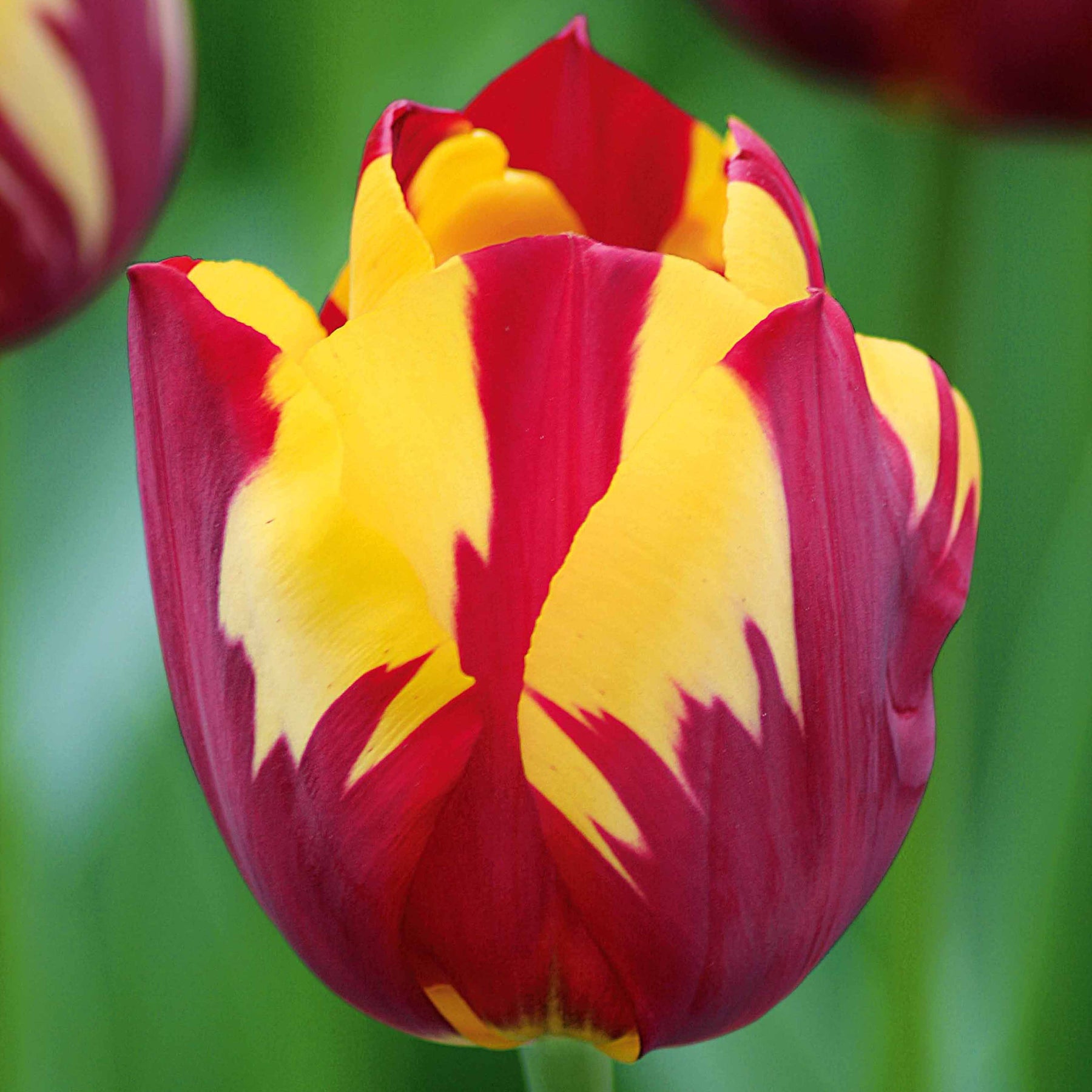 5 Tulipes flammées Helmar - Willemse