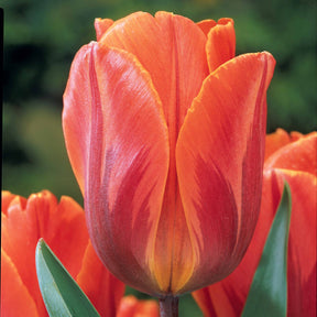 5 Tulipes flammées Princesse Irène - Willemse