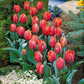 5 Tulipes flammées Princesse Irène - Tulipa princesse irène - Willemse