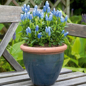 Gentiane Bleu Magique - Willemse