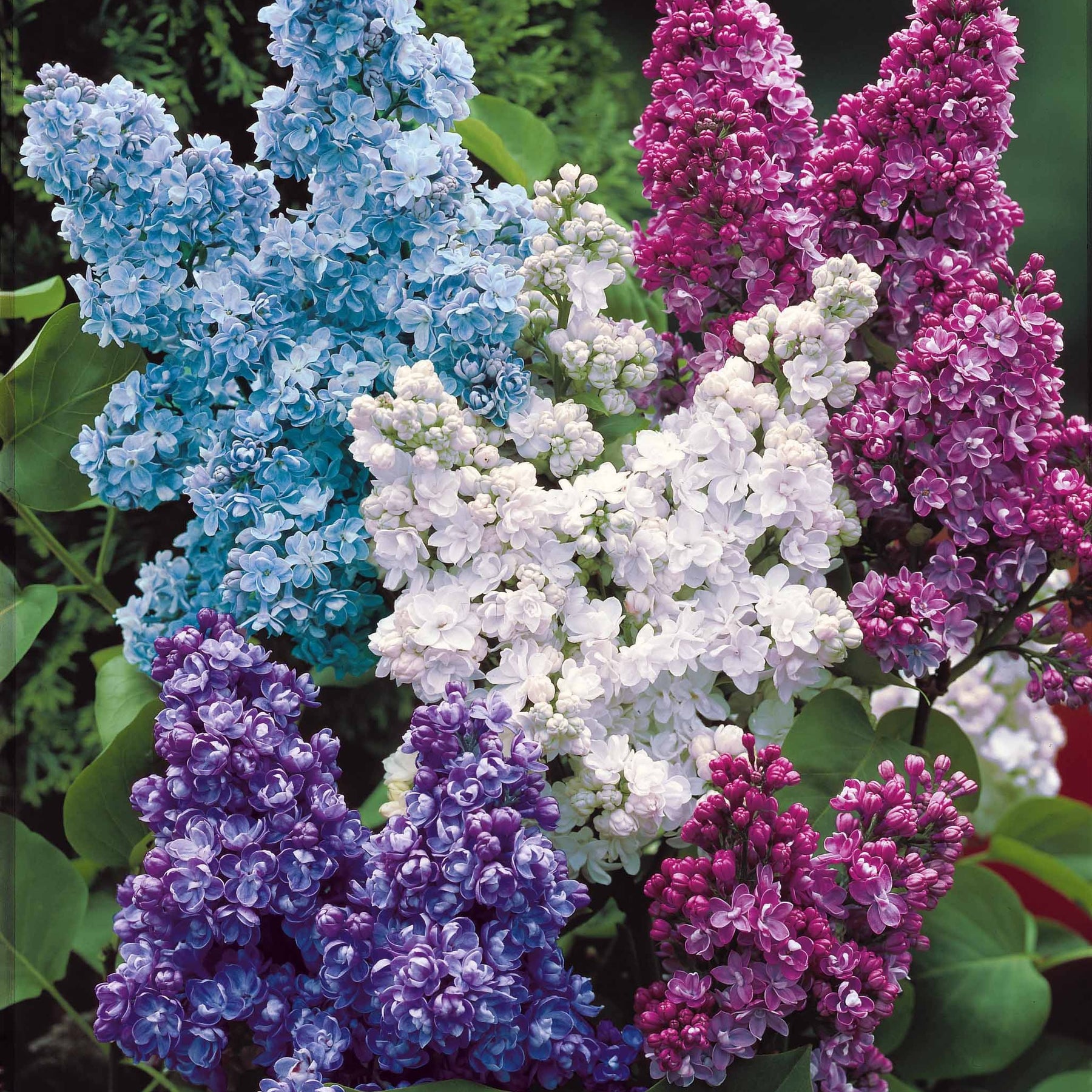 Collection de 4 lilas doubles (1 bleu +1 rouge + 1 lilas + 1 blanc) - Willemse