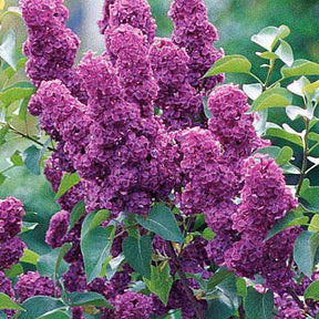 Collection de 4 lilas doubles (1 bleu +1 rouge + 1 lilas + 1 blanc) - Syringa vulgaris - Willemse