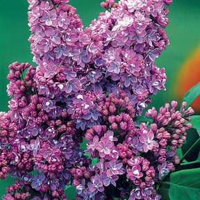 Syringa vulgaris - Collection de 4 lilas doubles (1 bleu +1 rouge + 1 lilas + 1 blanc) - Lilas