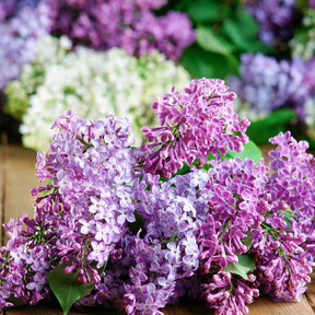 Lilas - Collection de 4 lilas doubles (1 bleu +1 rouge + 1 lilas + 1 blanc) - Syringa vulgaris