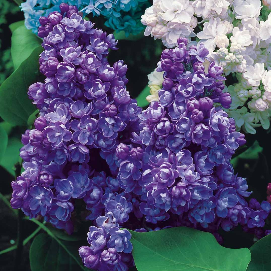 Vente Lilas - Collection de 4 lilas doubles (1 bleu +1 rouge + 1 lilas + 1 blanc)