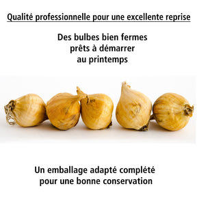 100 Iris miniatures en mélange - Iris reticulata - Willemse