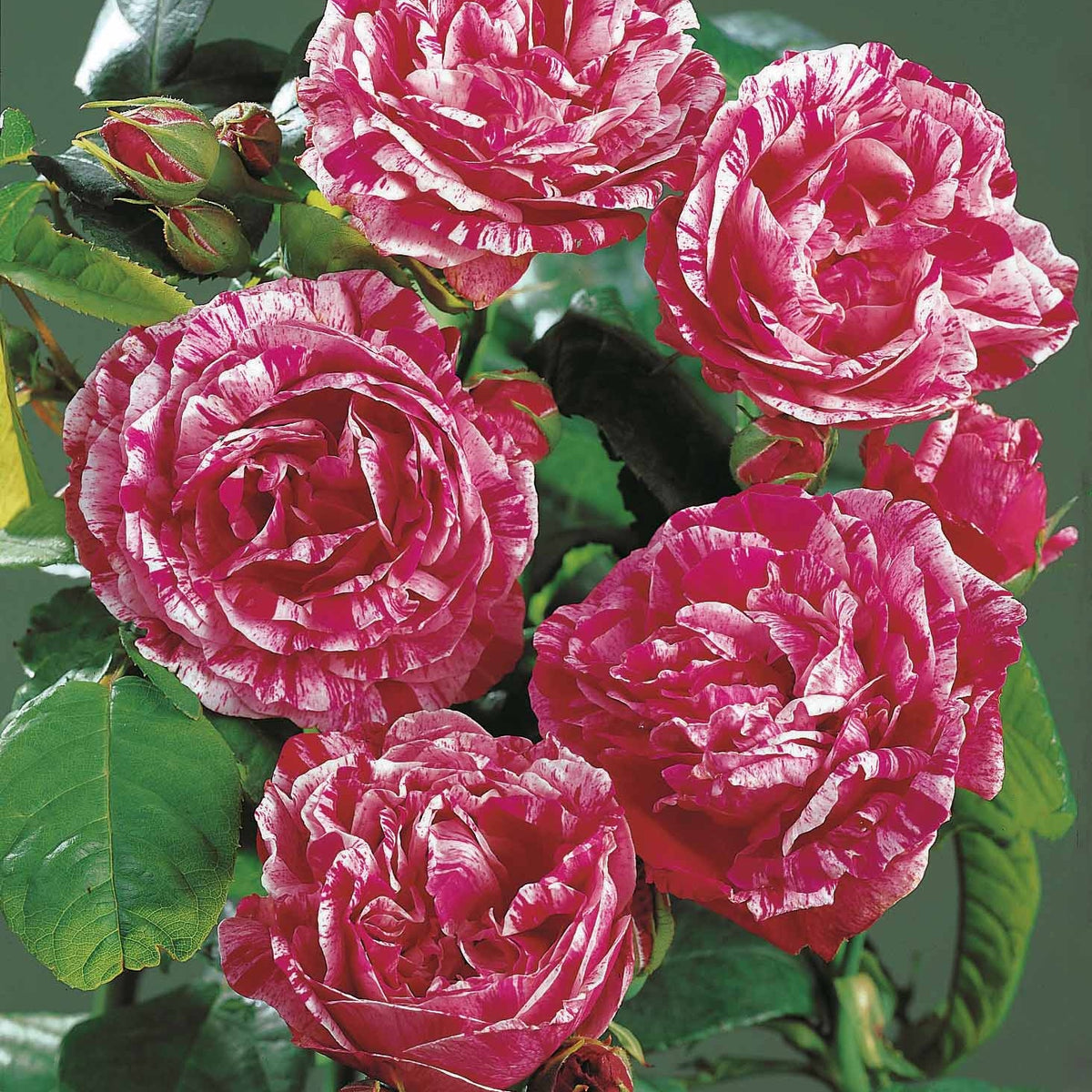 2 Rosiers botaniques Ferdinand Pichard (Bourbon) - Willemse