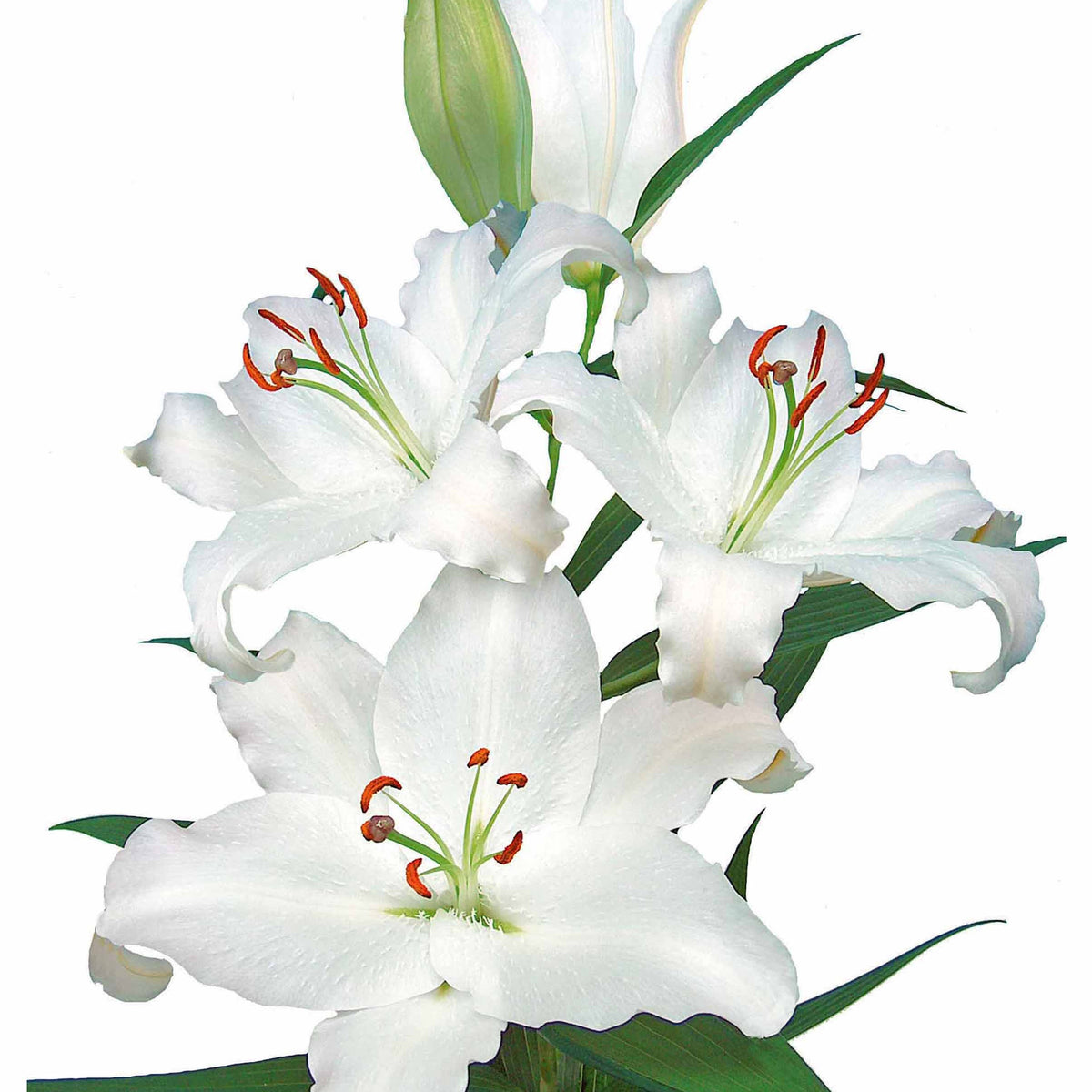 3 Lis orientaux Nova Zembla - Willemse