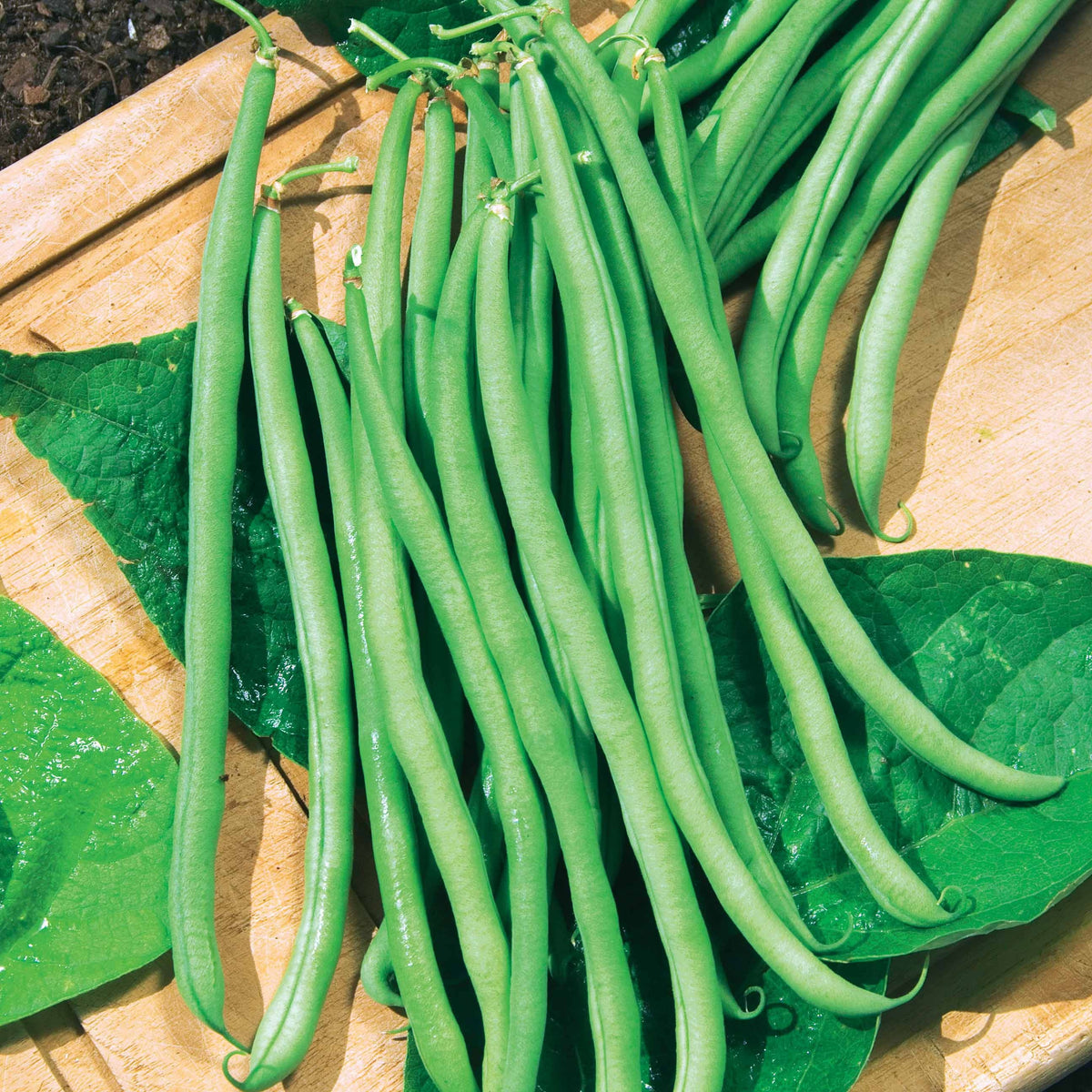 Haricot nain filet sans fil Delicy - Willemse