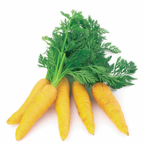 Carotte Jaune obtuse du Doubs - Willemse