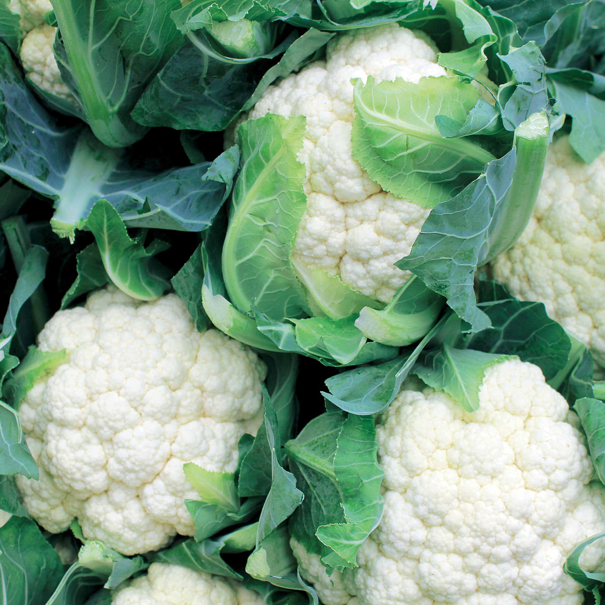 Chou-fleur Sérac F1 - Willemse