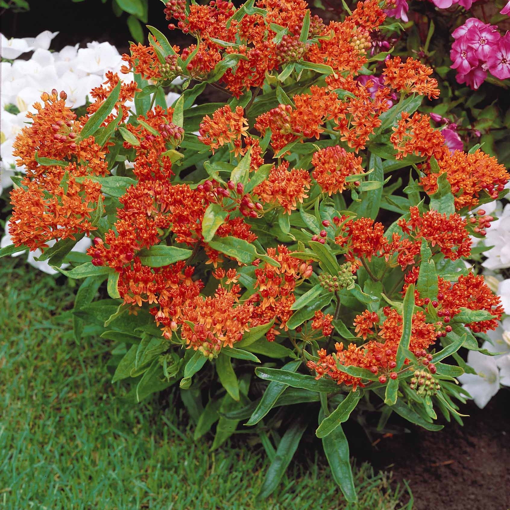 3 Asclépiades - Willemse