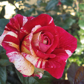 Collection de 4 rosiers buissons d'exception - Willemse