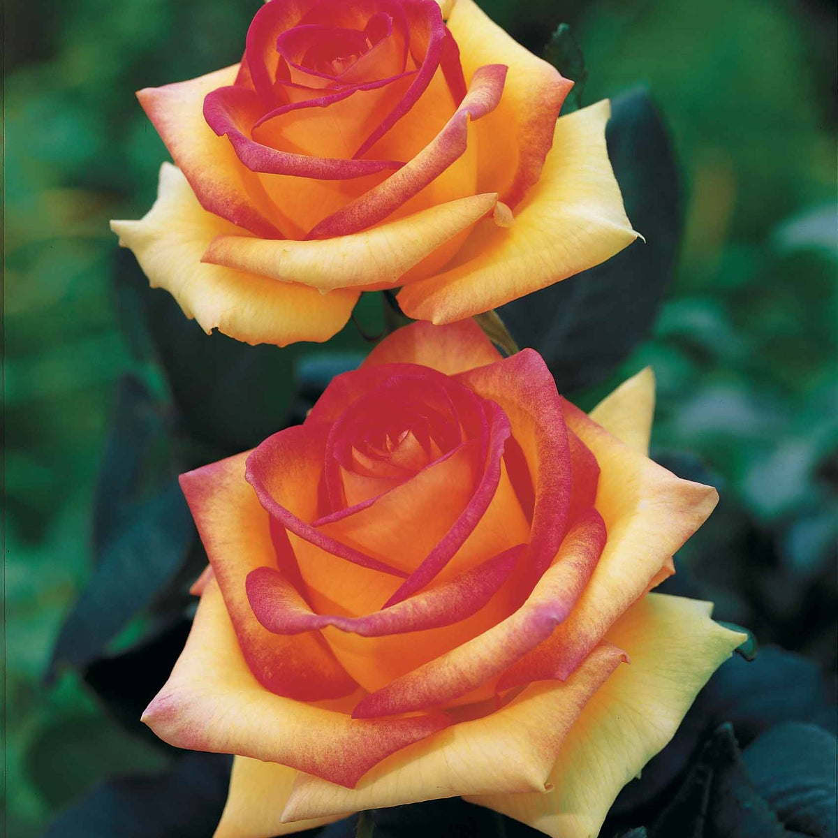 Collection de 4 rosiers buissons d'exception - Rosa 'jean piat', 'broceliande', 'rebecca', 'augus - Willemse