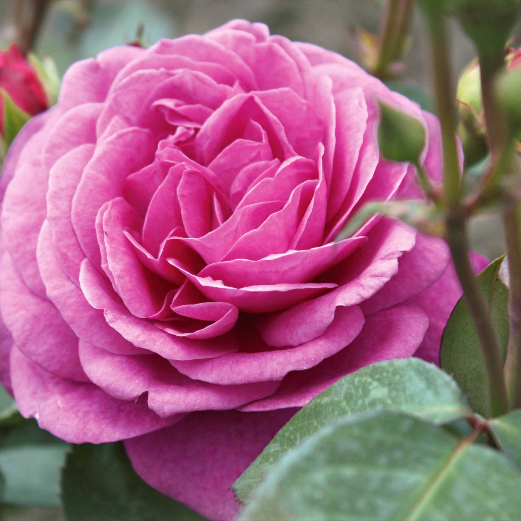 Rosier buisson Purple Rain - Willemse