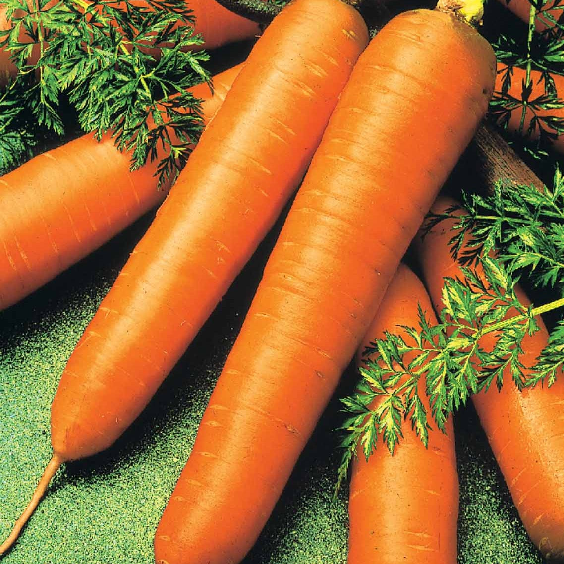 Carotte De Colmar à coeur rouge 2 (ruban) - Willemse