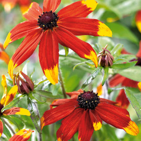 2 Rudbeckias tricolores - Willemse