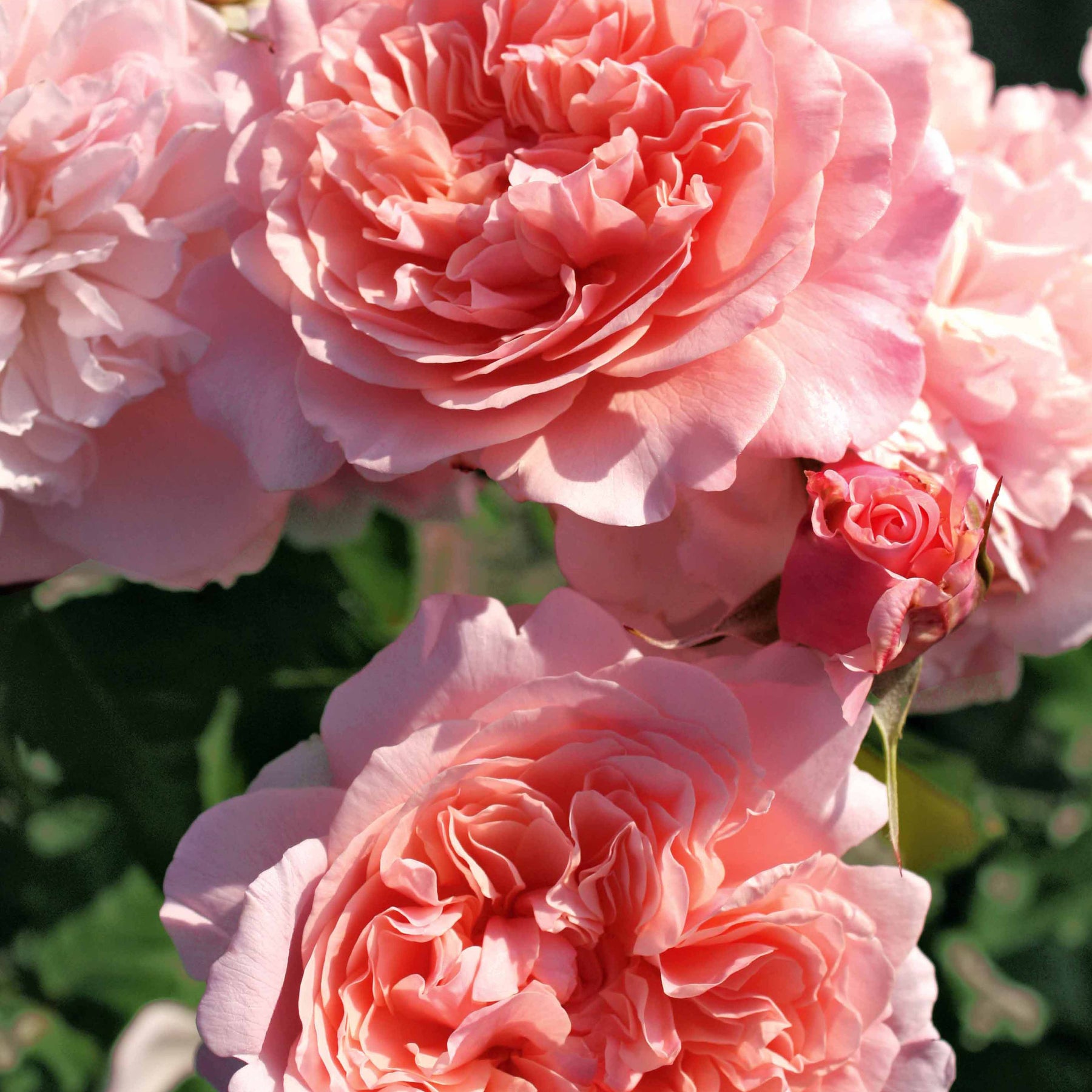 Collection de 2 rosiers grimpants (Hella, Rose de Tolbiac) - Rosa rose de tolbiac , hella - Willemse