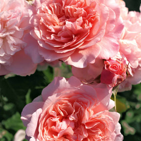 Collection de 2 rosiers grimpants (Hella, Rose de Tolbiac) - Rosa rose de tolbiac , hella - Willemse