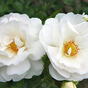 Rosa rose de tolbiac , hella - Collection de 2 rosiers grimpants (Hella, Rose de Tolbiac) - Collections de rosiers