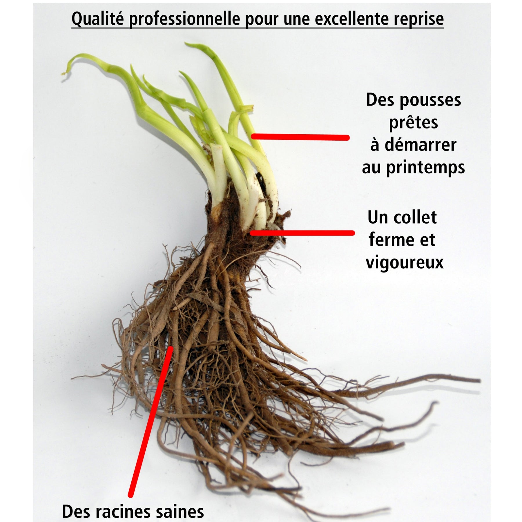 Hellébores d'Orient doubles blanches - Helleborus orientalis double white spotted - Willemse