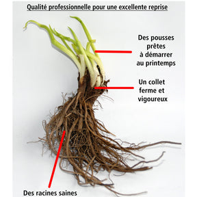 Hellébores d'Orient doubles blanches - Helleborus orientalis double white spotted - Willemse