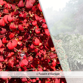 Vente Collection Haie aux oiseaux - 4 arbustes - Haie de 3 m linéaire