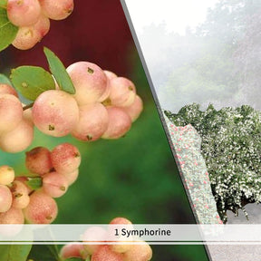 Collection Haie aux oiseaux - 4 arbustes - Haie de 3 m linéaire - Collections d'arbustes - Willemse