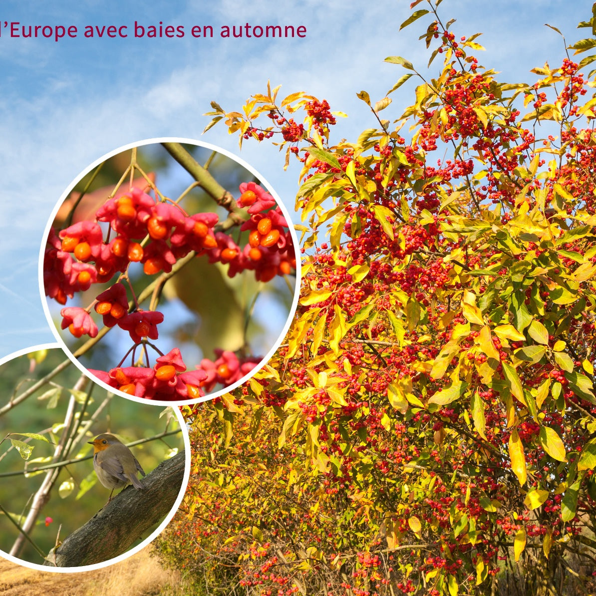 Cotoneaster franchetii, amelanchier lamarckii, euonymus, symphoricarp - Collection Haie aux oiseaux - 4 arbustes EXTRA - Haie de 3 m long - Collections d'arbustes