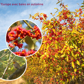 Cotoneaster franchetii, amelanchier lamarckii, euonymus, symphoricarp - Collection Haie aux oiseaux - 4 arbustes EXTRA - Haie de 3 m long - Collections d'arbustes