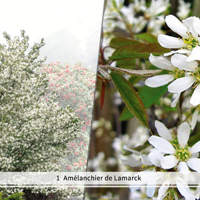 Collections d'arbustes - Collection Haie aux oiseaux - 4 arbustes EXTRA - Haie de 3 m long - Cotoneaster franchetii, amelanchier lamarckii, euonymus, symphoricarp