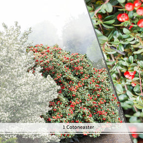 Vente Collection Haie aux oiseaux - 4 arbustes EXTRA - Haie de 3 m long - Cotoneaster franchetii, amelanchier lamarckii, euonymus, symphoricarp