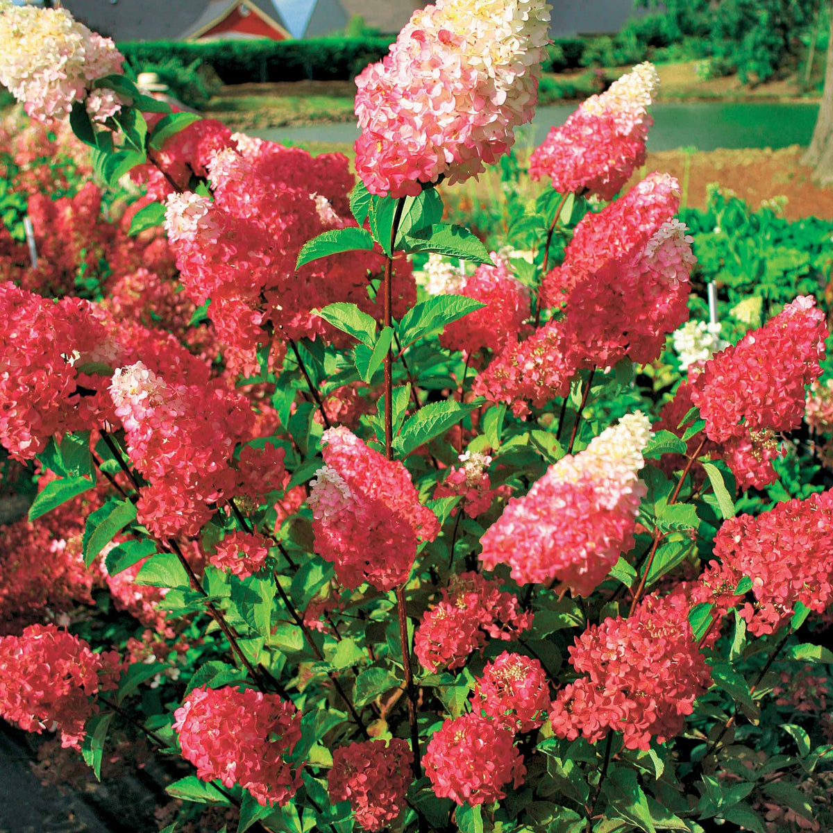 2 Hortensias Fraise Melba® 'Renba' - Willemse