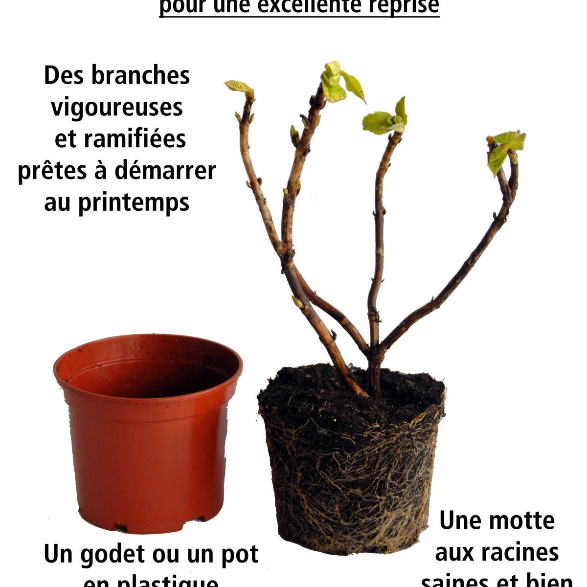 2 Hortensias Fraise Melba® 'Renba' - Hydrangea paniculata fraise melba® renba - Willemse