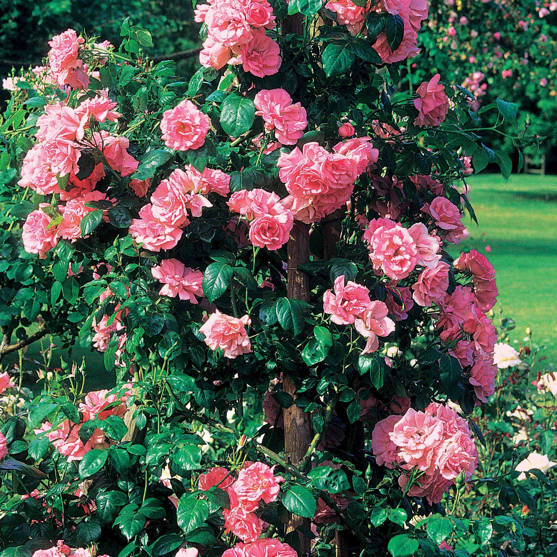 Collection 2 rosiers grimpants Jasmina+ Hella - Rosa jasmina , hella - Willemse