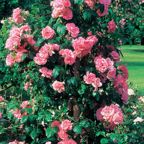 Collection 2 rosiers grimpants Jasmina+ Hella - Rosa jasmina , hella - Willemse