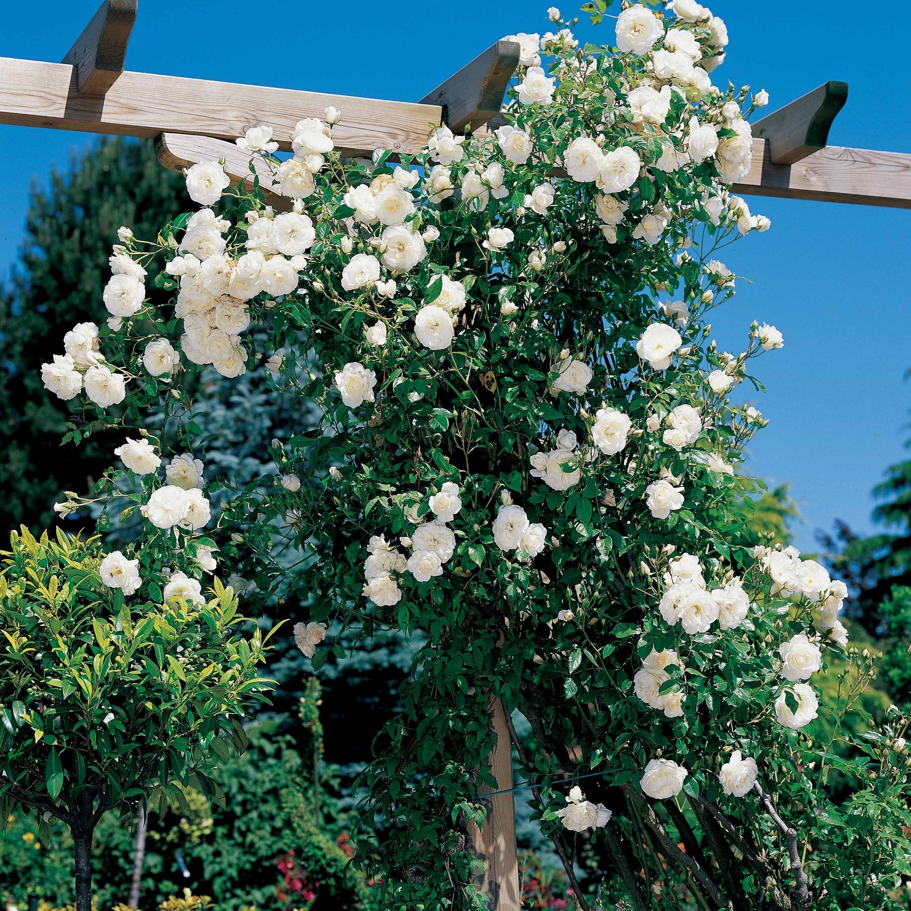 Collections de rosiers - Collection 2 rosiers grimpants Jasmina+ Hella - Rosa jasmina , hella