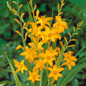 15 Crocosmias jaunes - Willemse