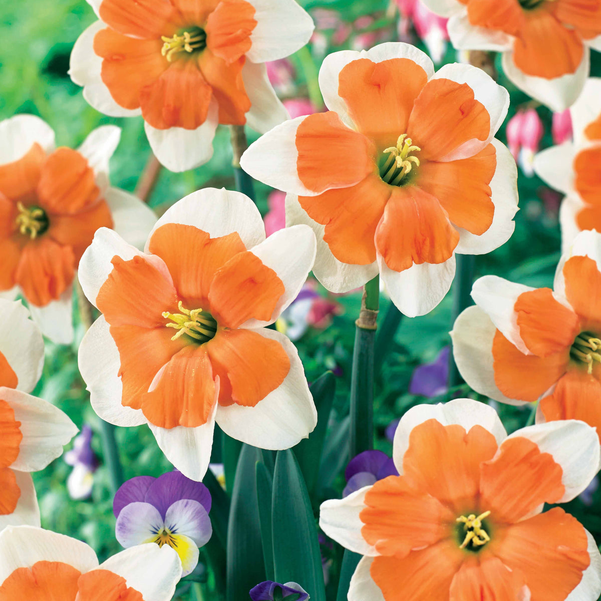 5 Narcisses Electra - Willemse