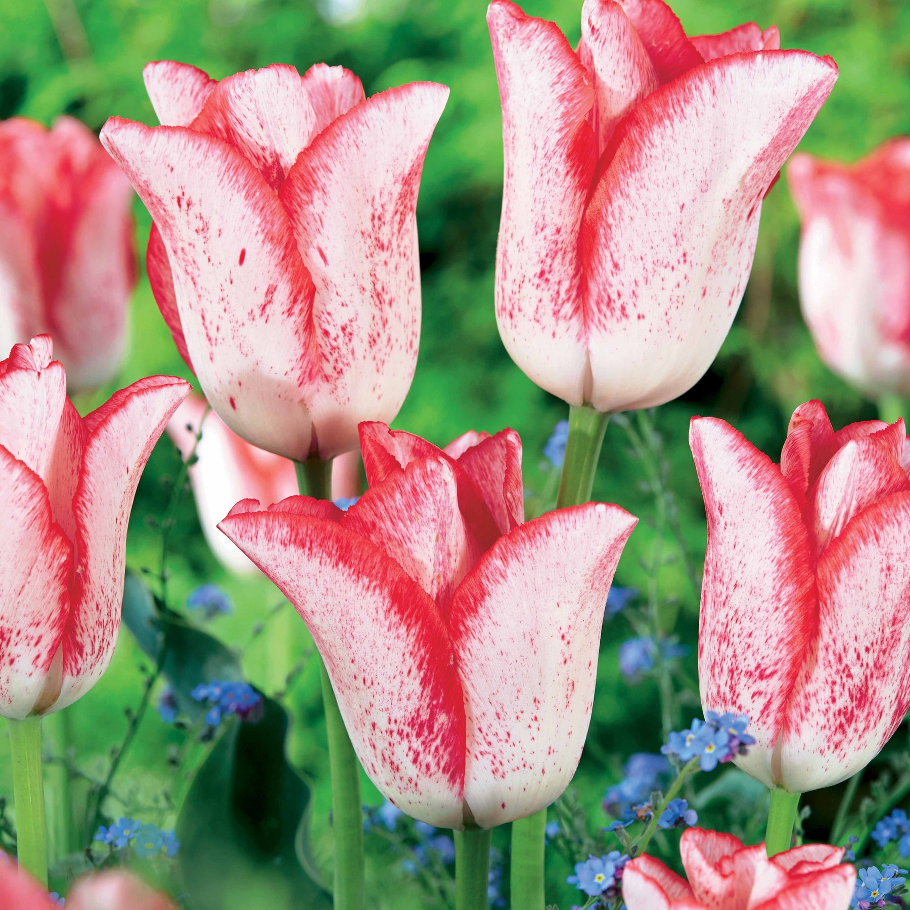 Tulipa havran , beauty trend - Coll. 20 tulipes à longues tiges (10 Havran + 10 Beauty trend) - Tulipe