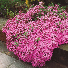 60 Saponaires ocymoides - Saponaria ocymoïdes - Willemse