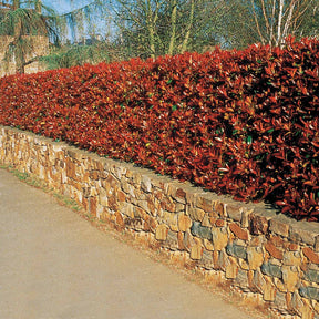 15 Photinias Red Robin - Haie de 12,5 m linéaire - Photinia fraseri red robin - Willemse
